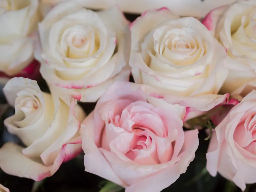 delicate-pink-rose-bouquet-close-up.jpg