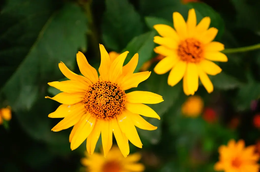 beautiful-shot-two-bright-yellow-flowers-with-long-big-petals-surrounded-by-leaves.jpg
