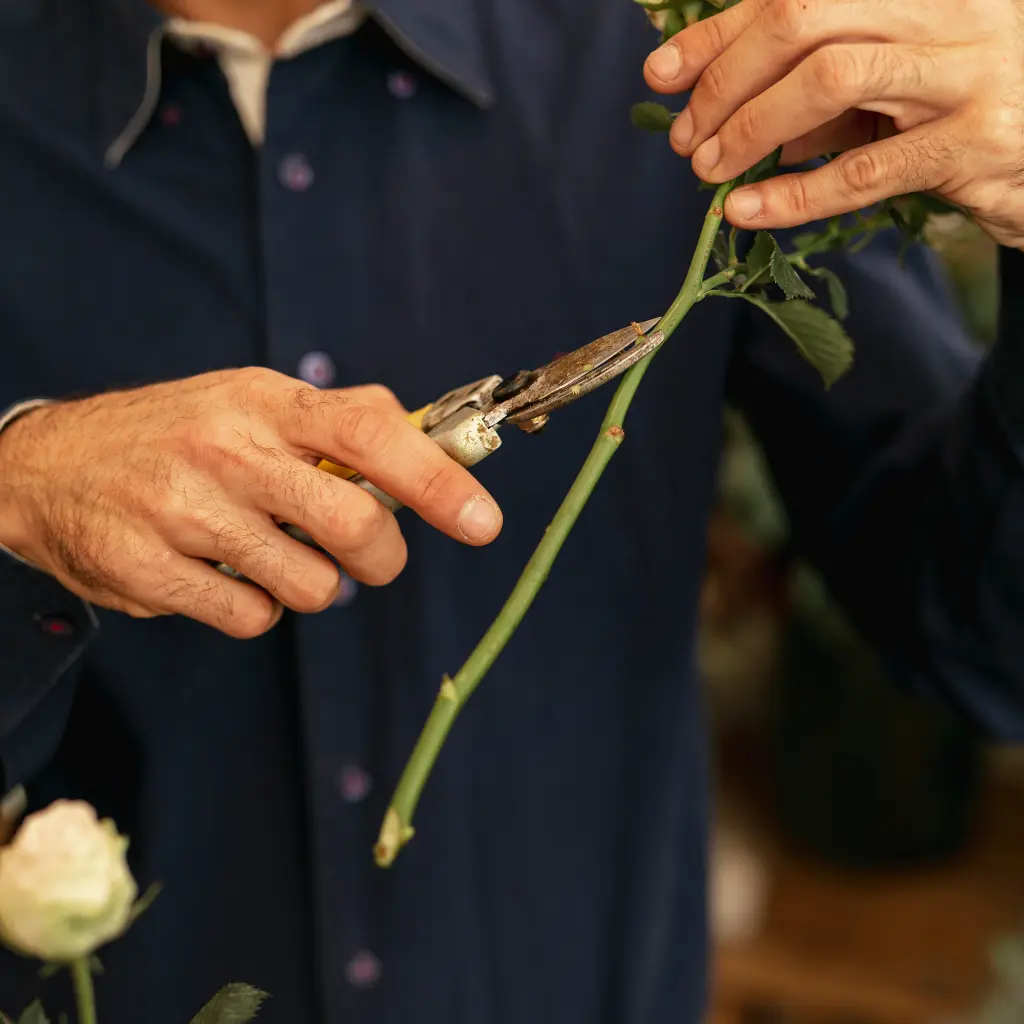 close-up-gardener-cutting-flower-trunks.jpg