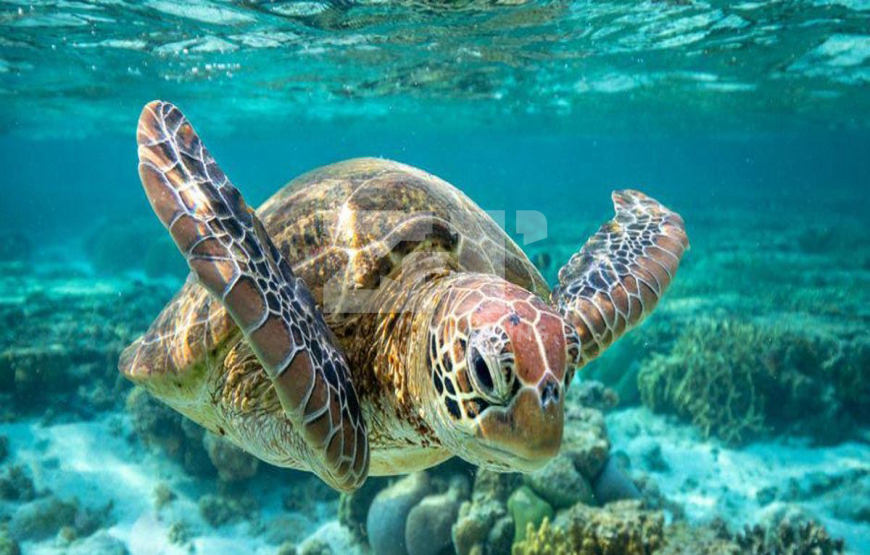 listing card gallery