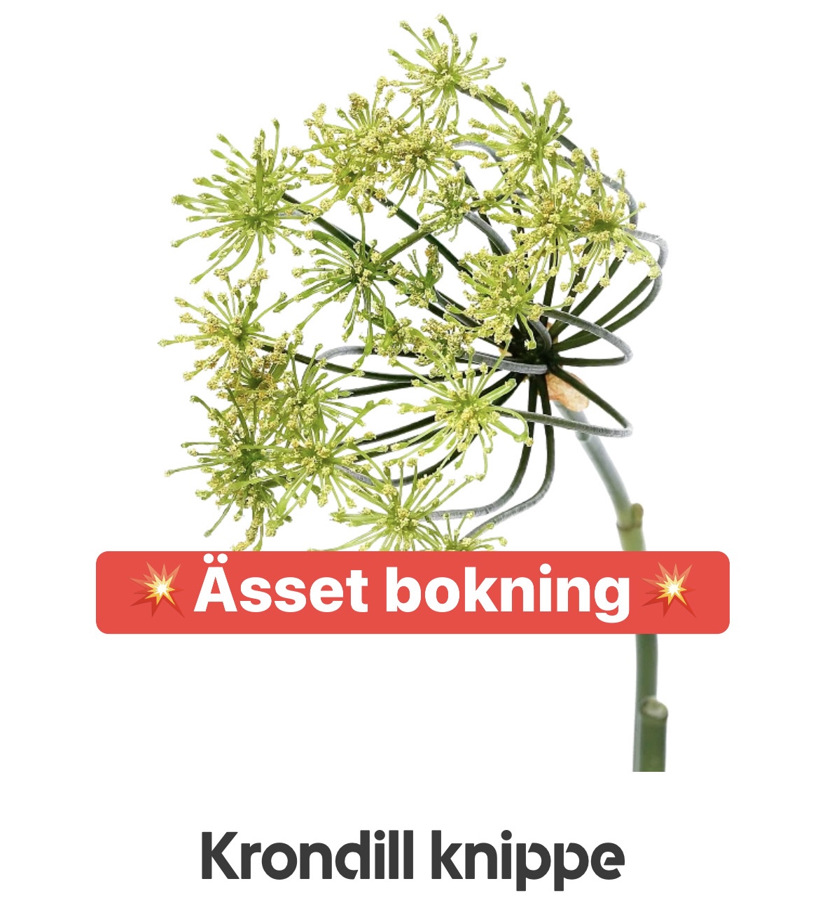Krondill