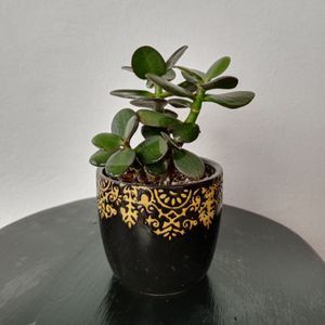 Jade en maceta artesanal