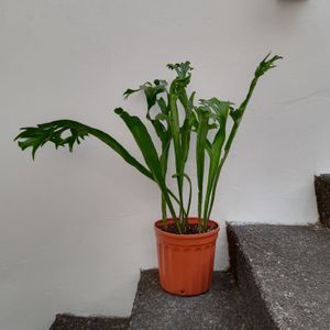 Helecho "Microsorum punctatum"