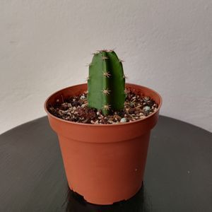 Cactus pequeño