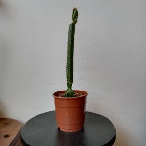 Cactus mediano