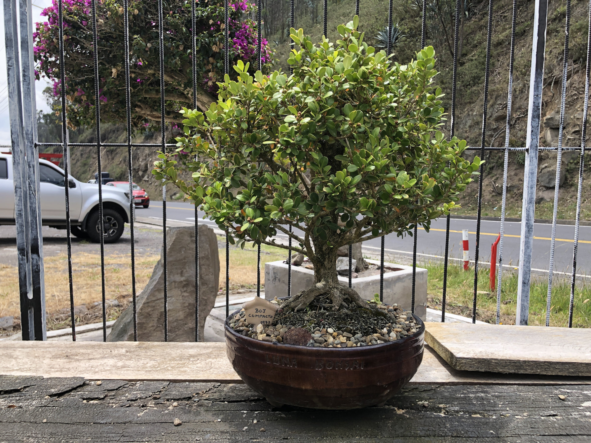 bonsai de venta en ecuador