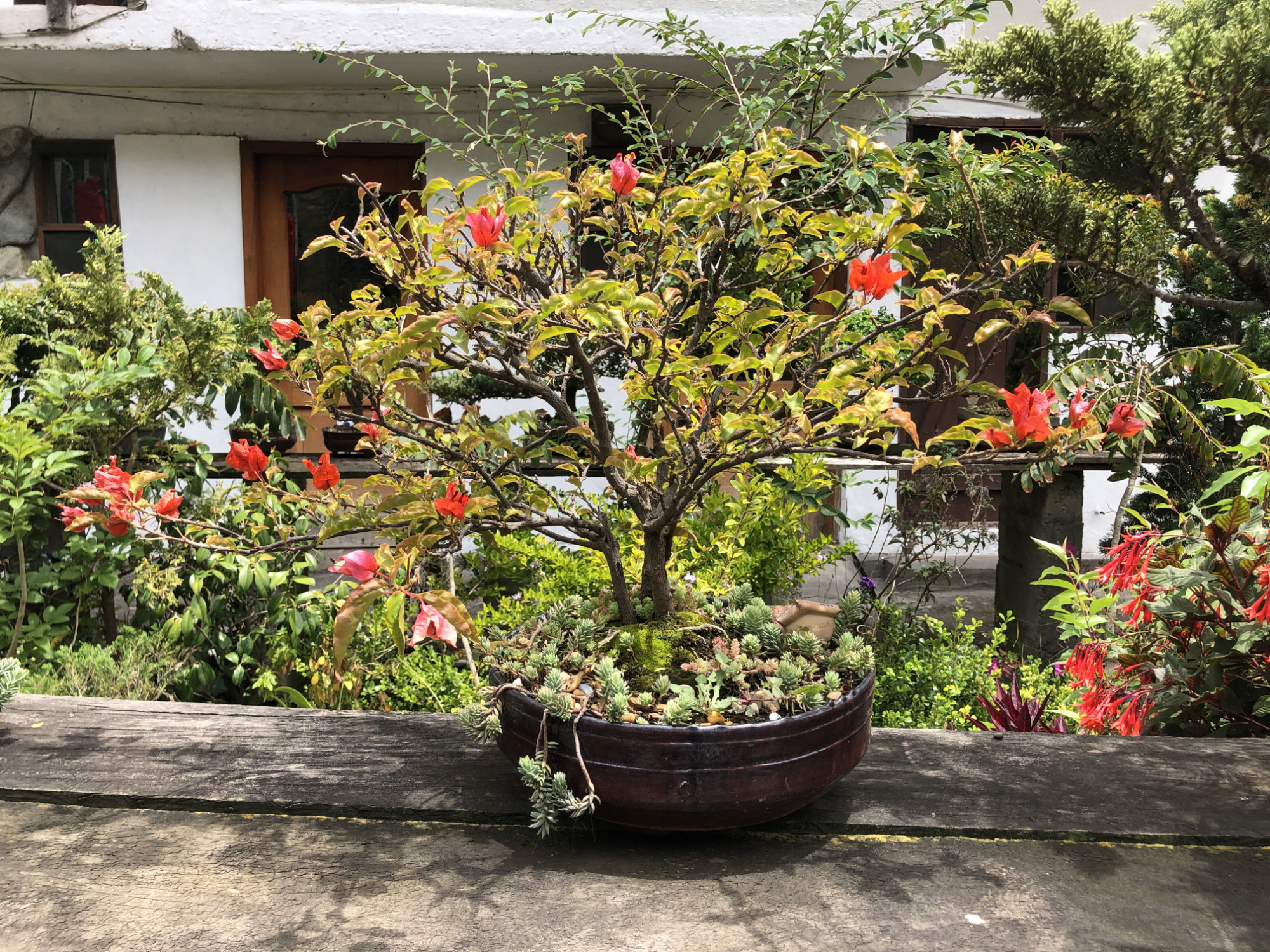 bonsai de venta en ecuador
