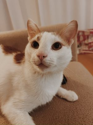 Nala