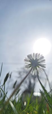 🪶Daisy