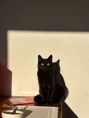 Antonia& cats