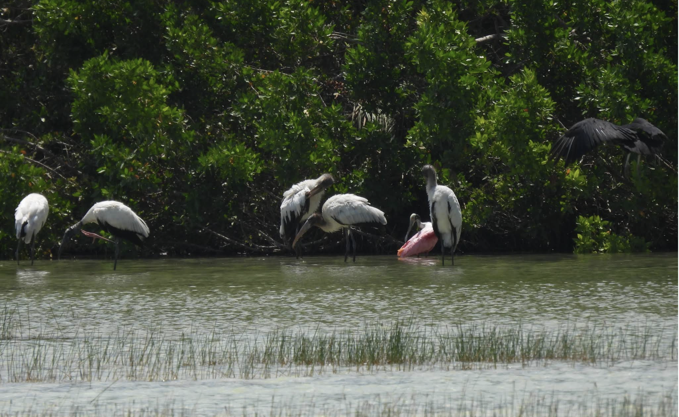 Isla de los Pájaros