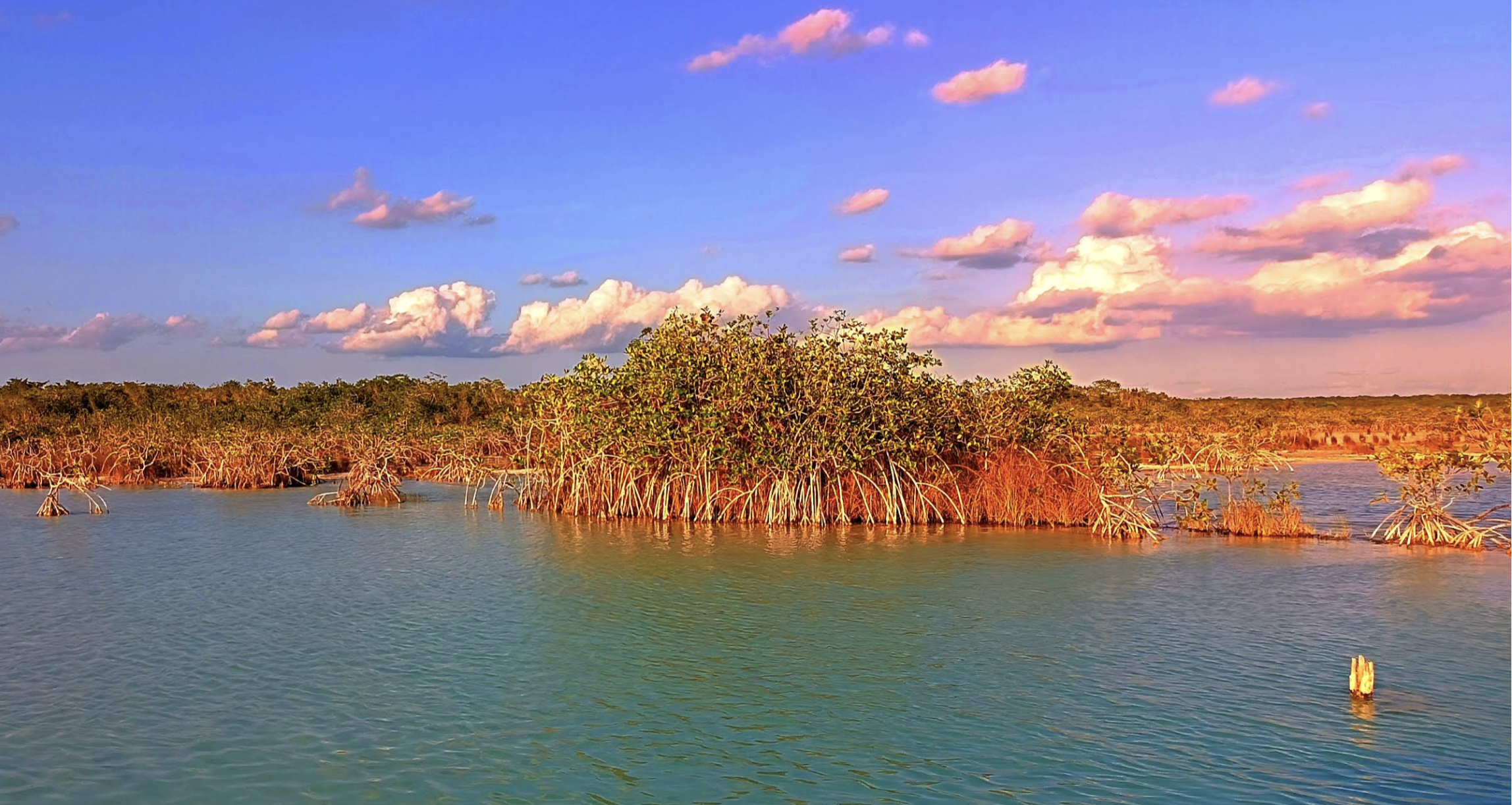 Isla de los Pájaros 2