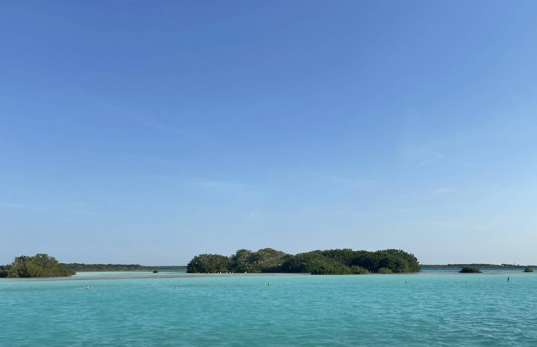 Isla de los Pájaros 4