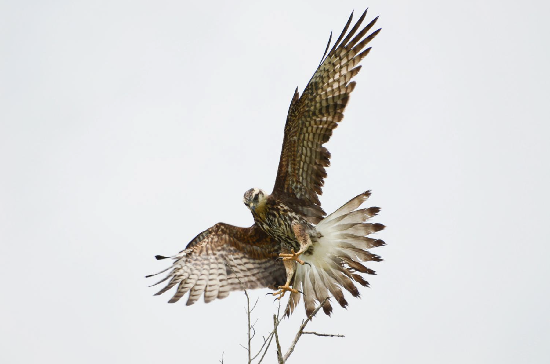 Bird Island - Imagen 4