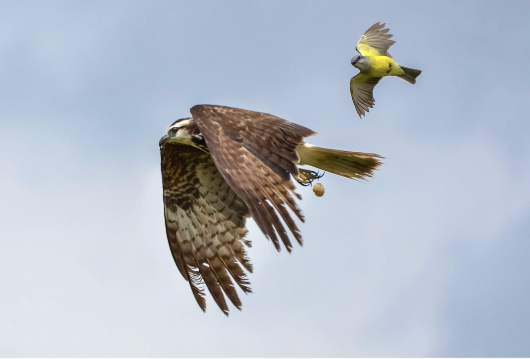Bird Island - Imagen 5