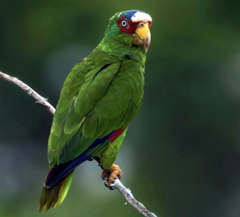 Bird Island - Imagen 6