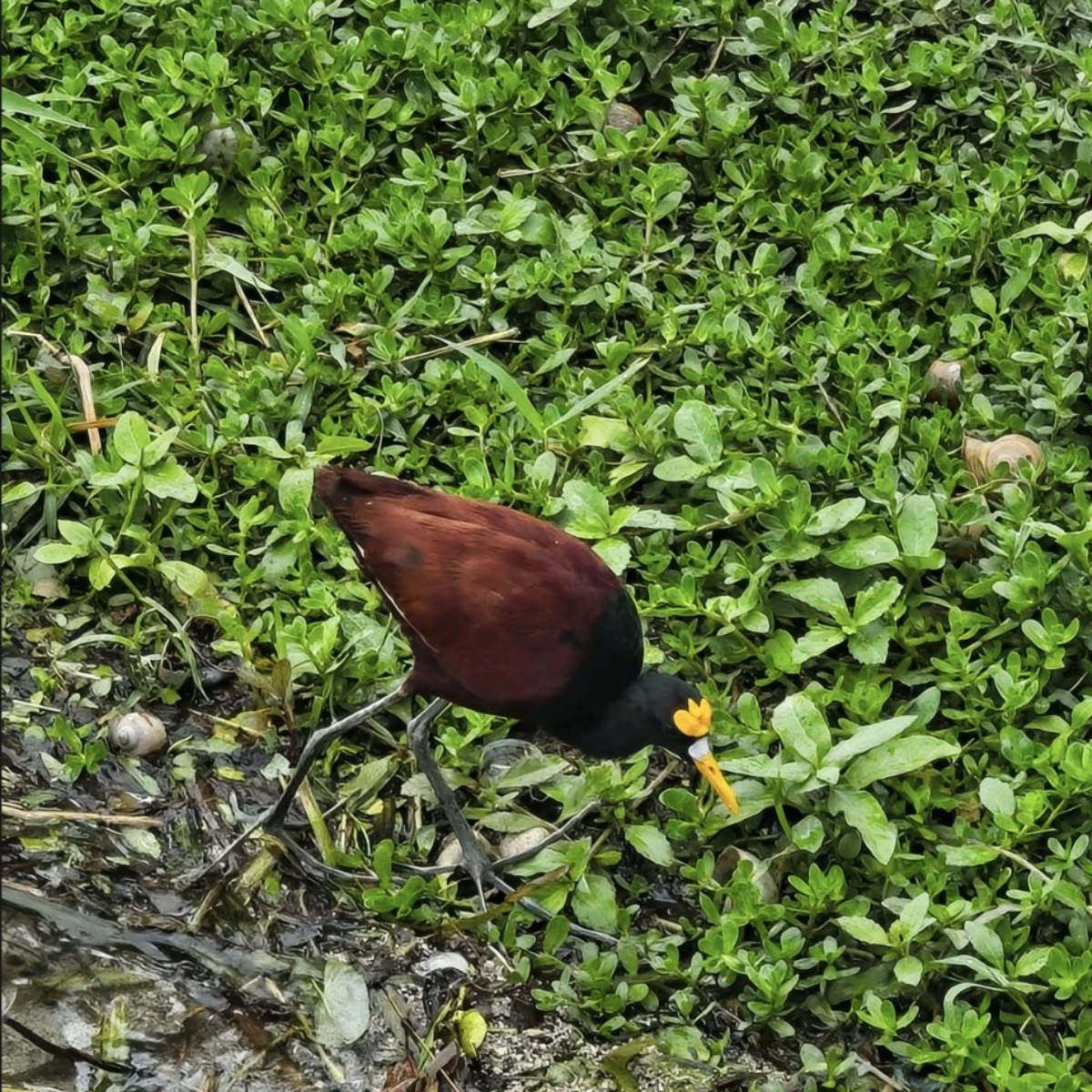 Bird Island - Imagen 7