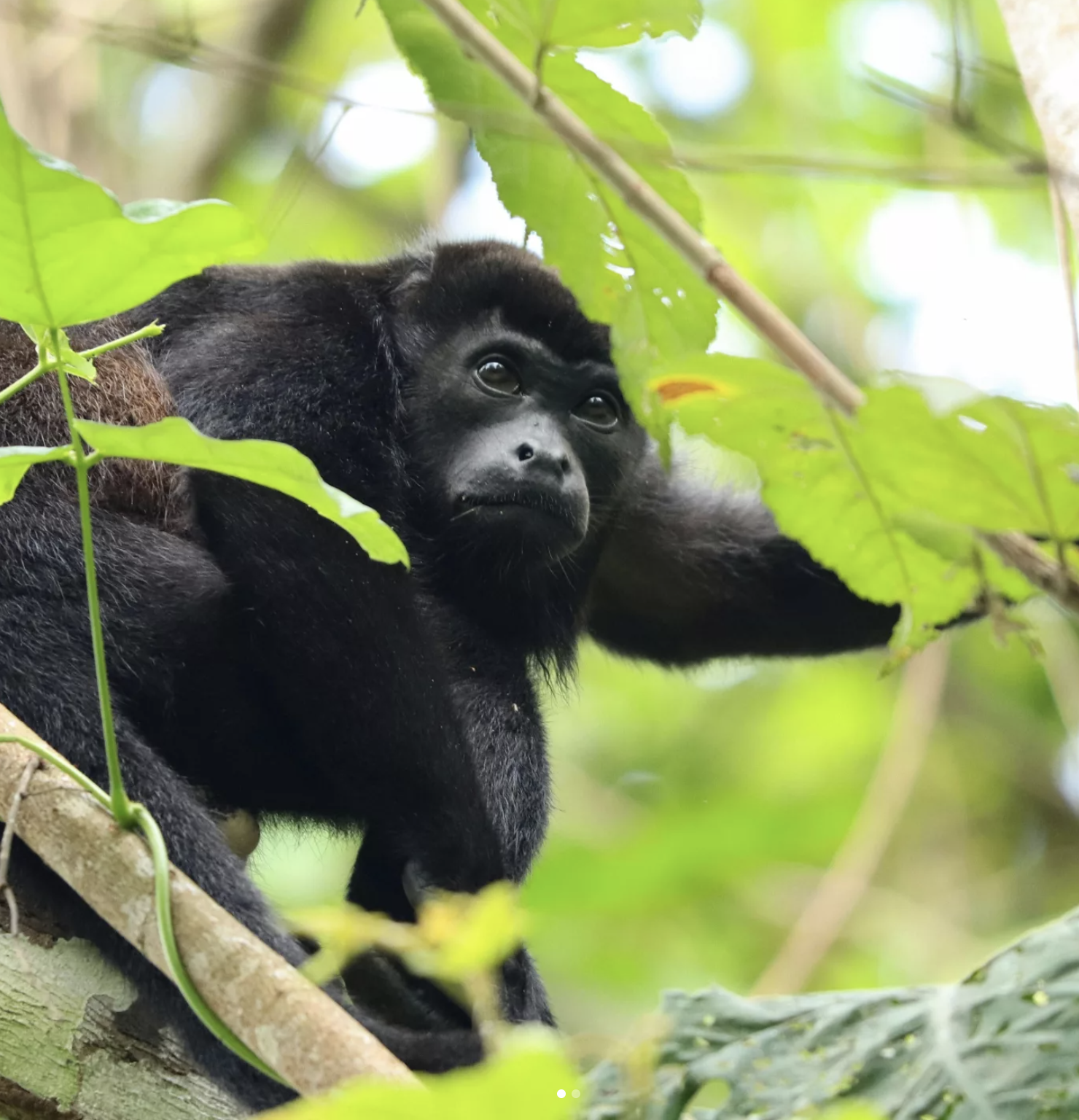 selva maya - Image 1