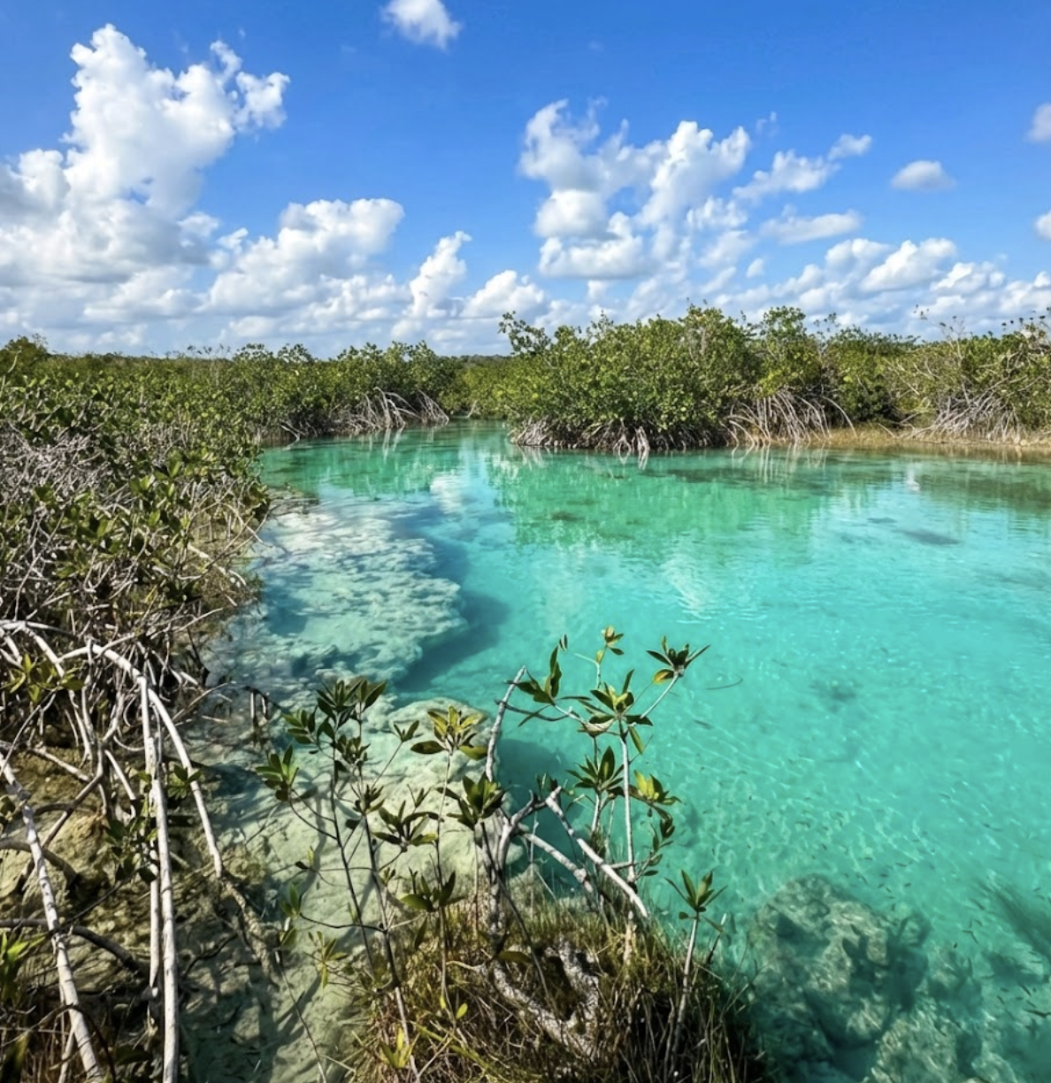Tour Los Rápidos en Pontón en la Laguna de Bacalar - Image 4