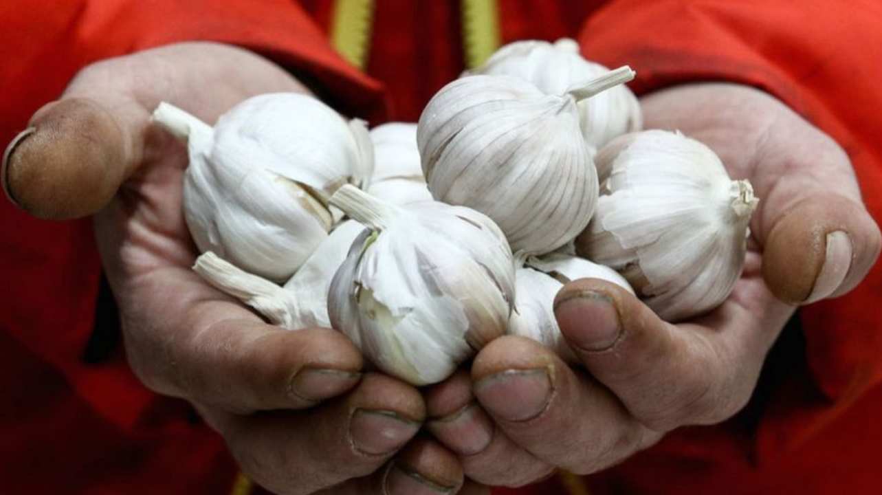 Corona Myth & Facts : Garlic Prevent Infection?- DoctorOnCall