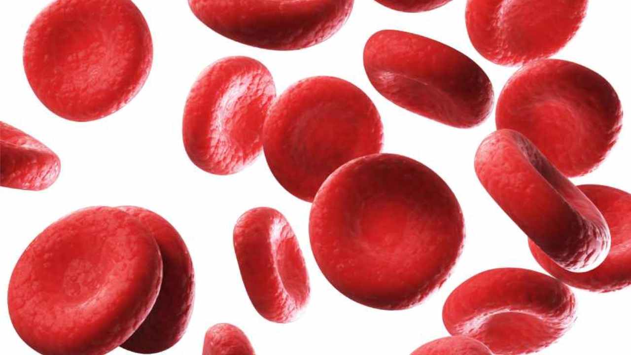 Sel darah Merah: Ketahui Fungsi, Komponen Serta Ciri-Cirinya - DoctorOnCall