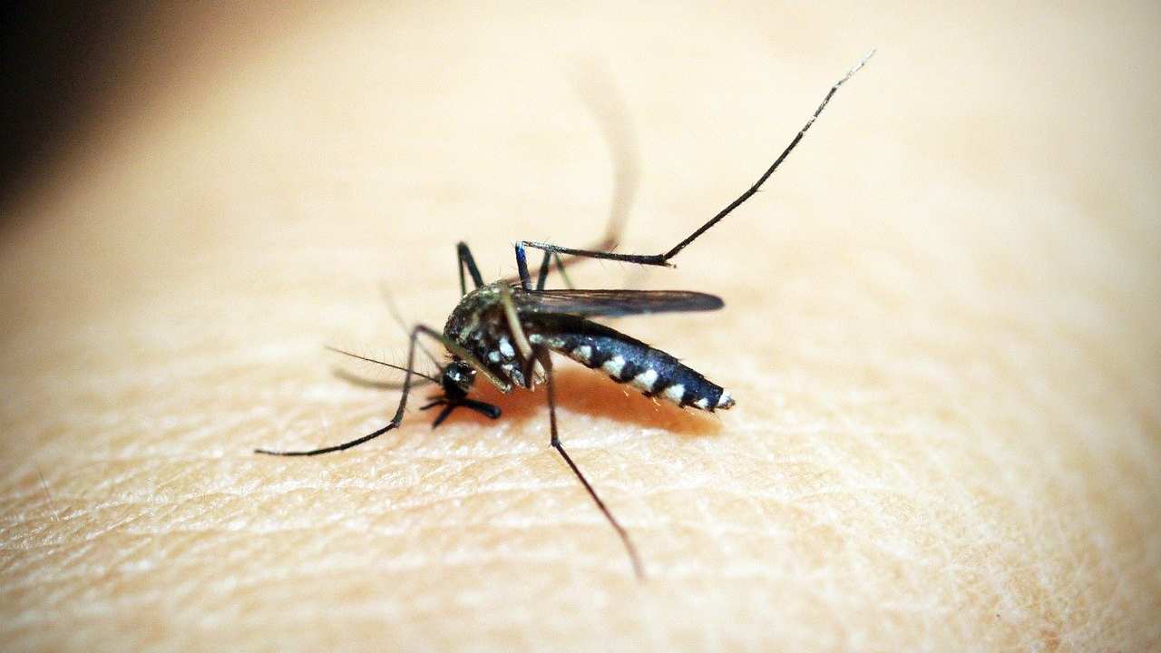Kenali Gejala Demam Denggi Berdarah Akibat Virus Bawaan Nyamuk-DoctorOnCall