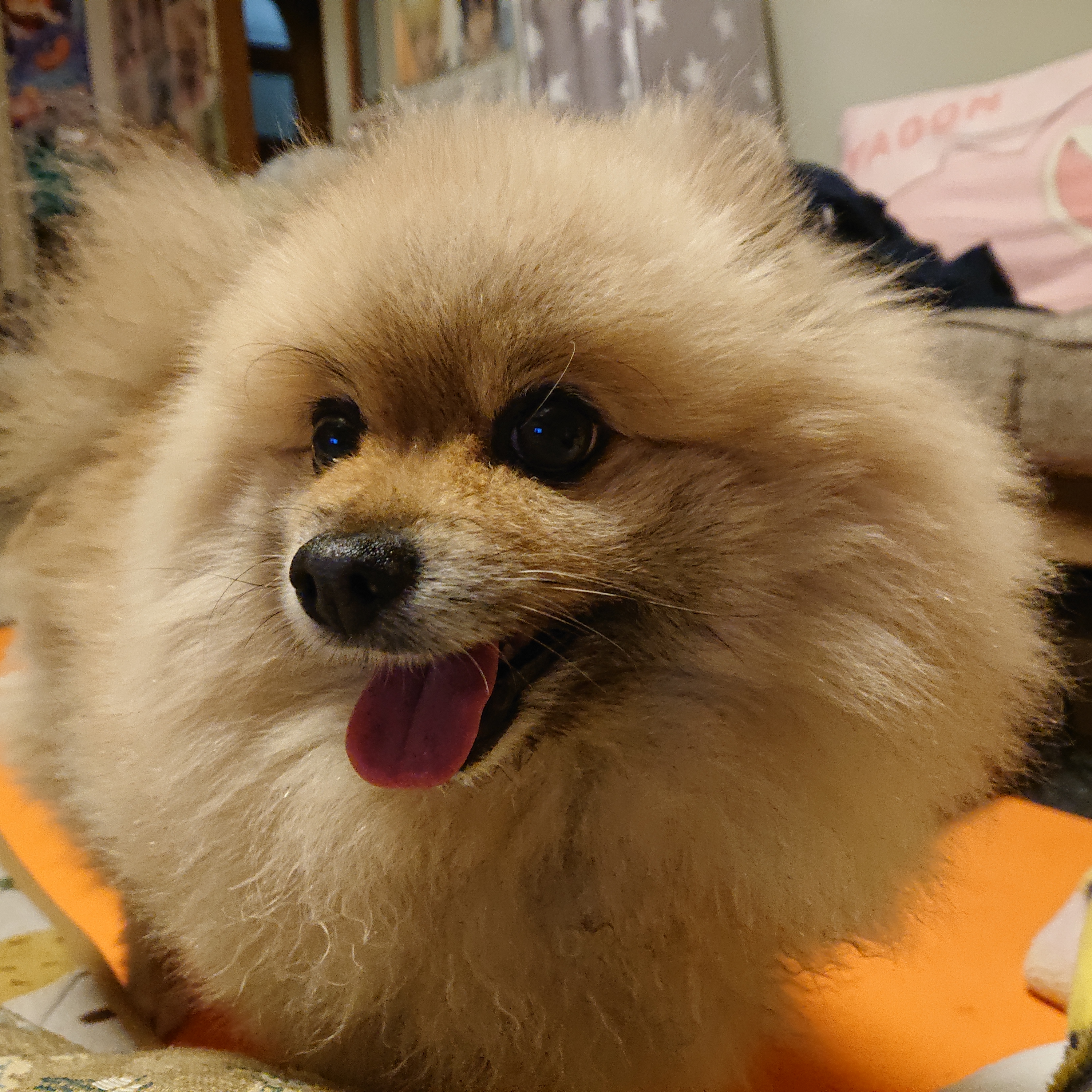 もちはる