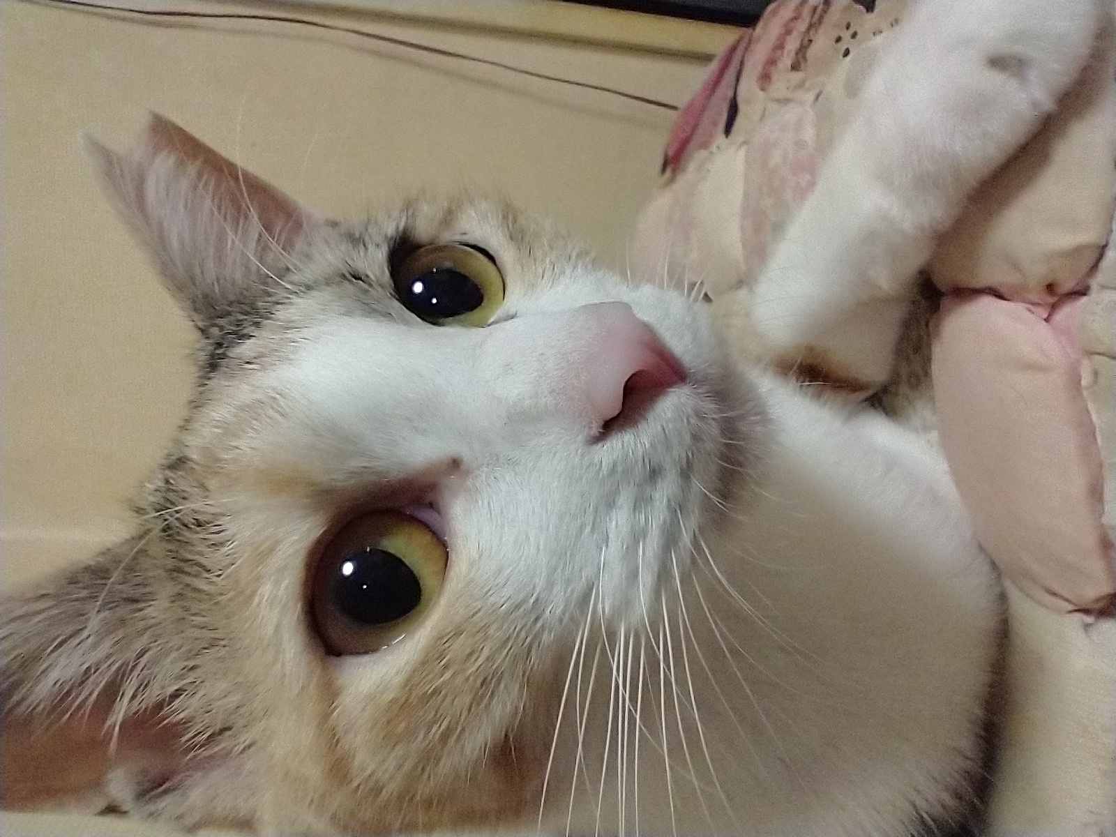 ミケネコ