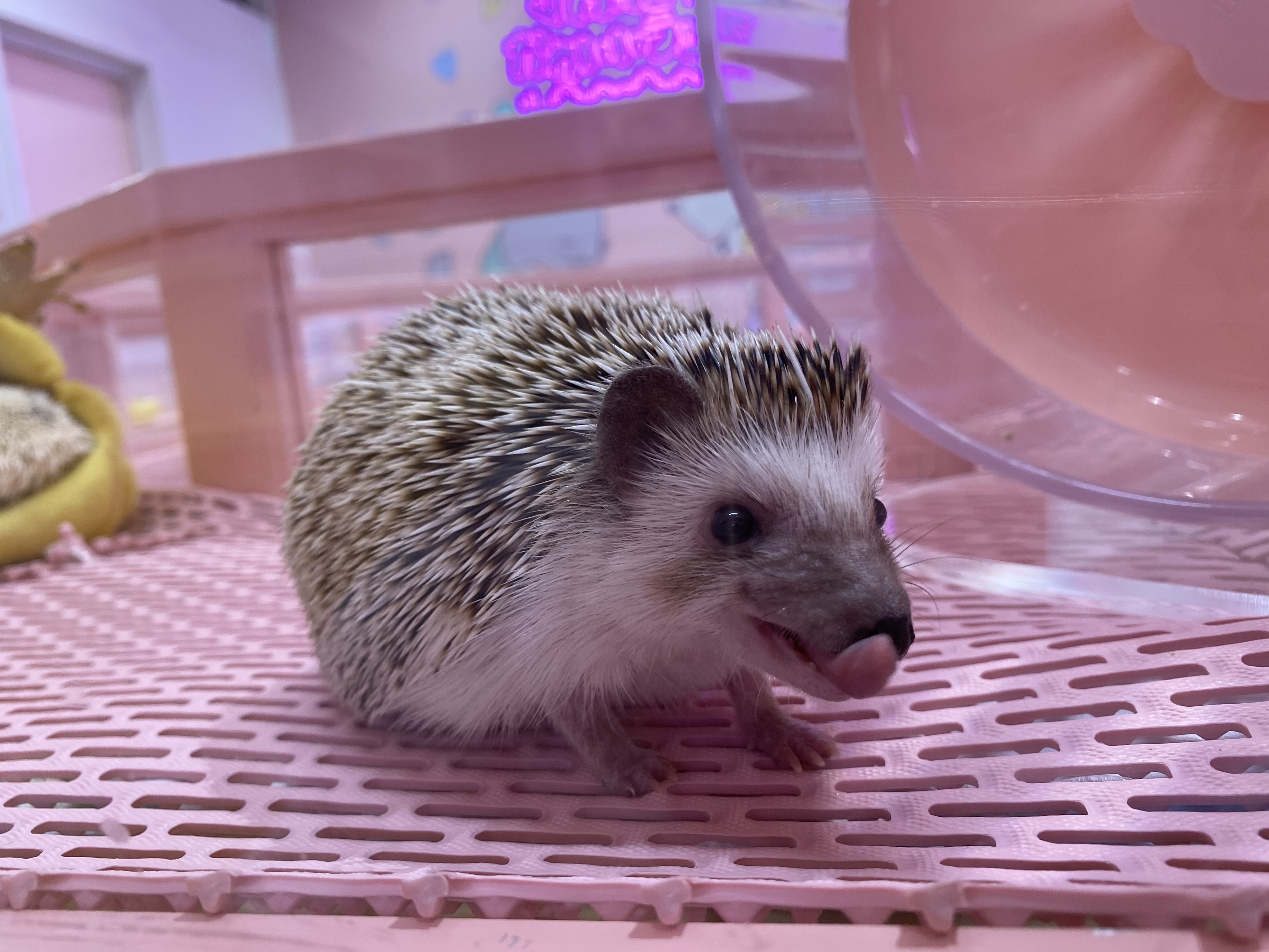 らぴあ