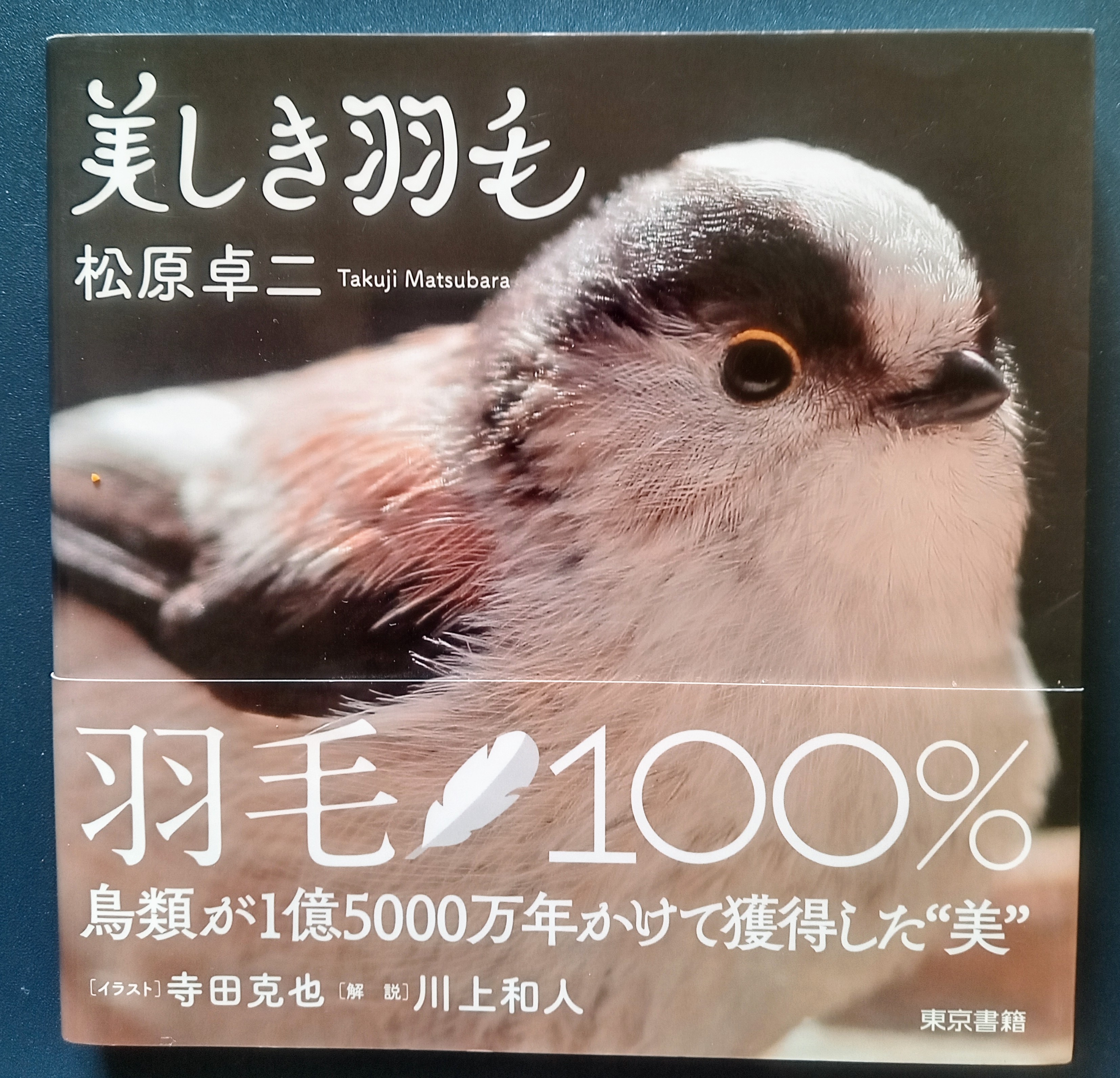 美しき羽毛【※自力入力】】