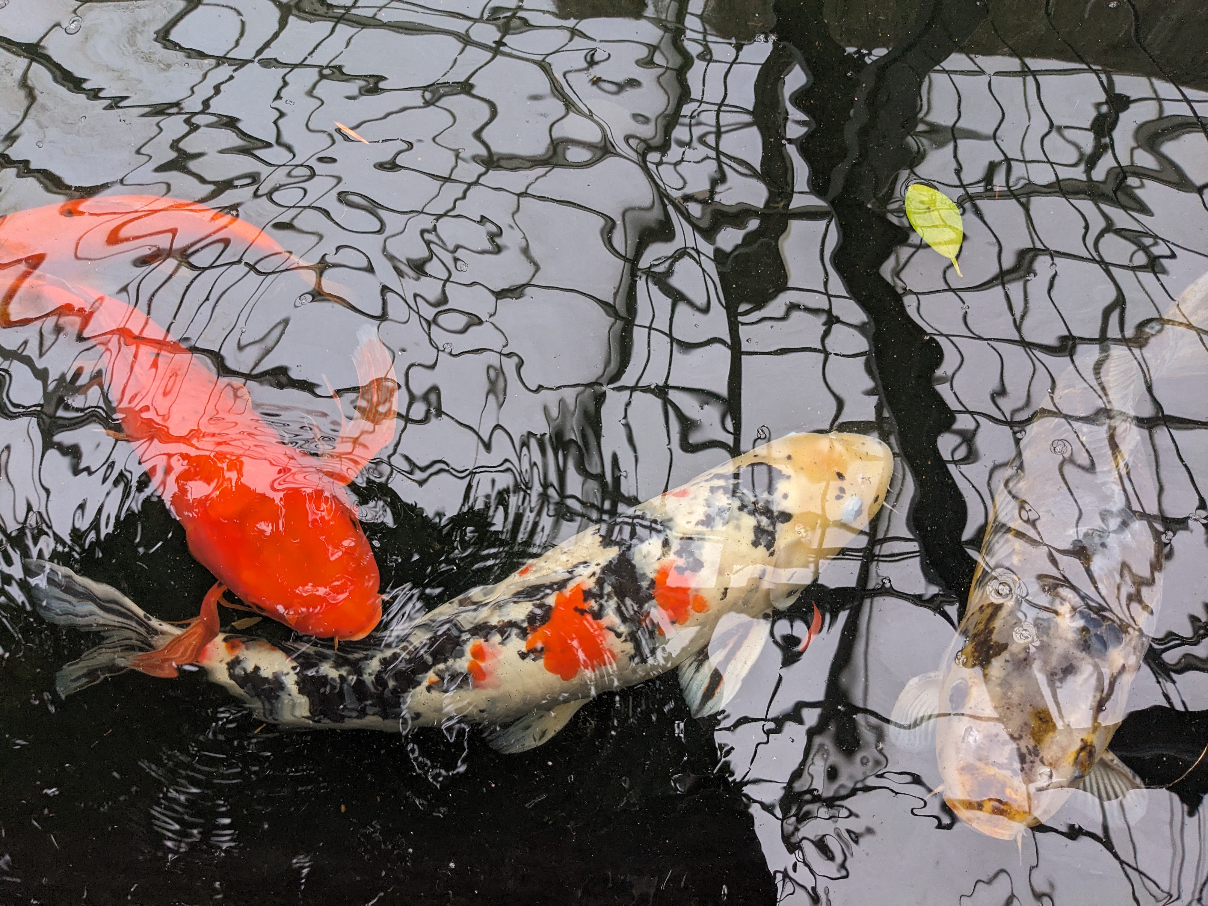 Buffalo and Erie County Botanical Gardens