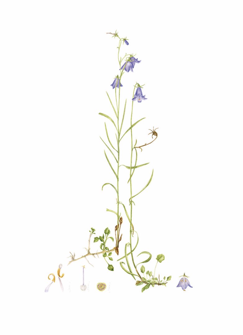 Blåklokke (Campanula rotundifolia)