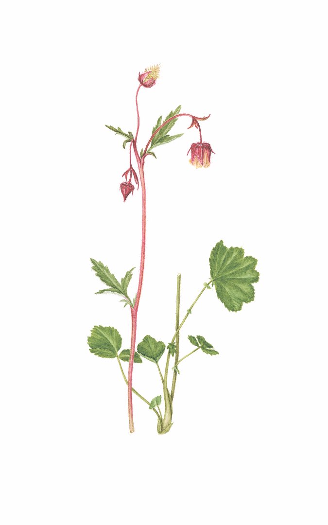 Enghumleblom (Geum rivale)