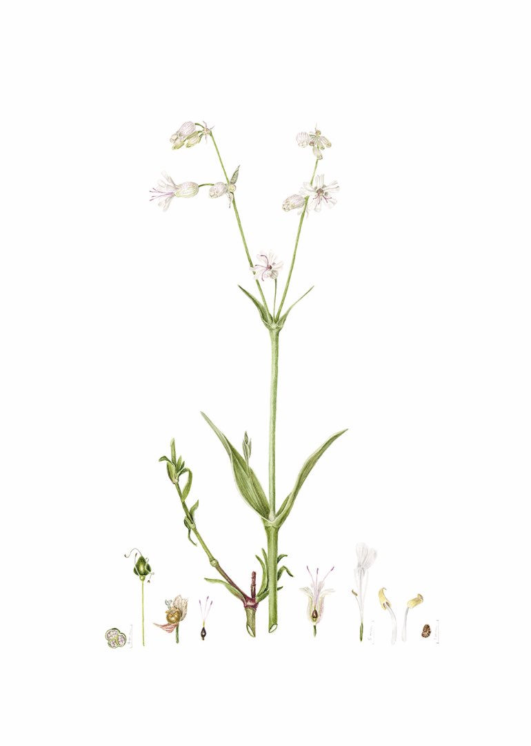 Engsmelle (Silene vulgaris)