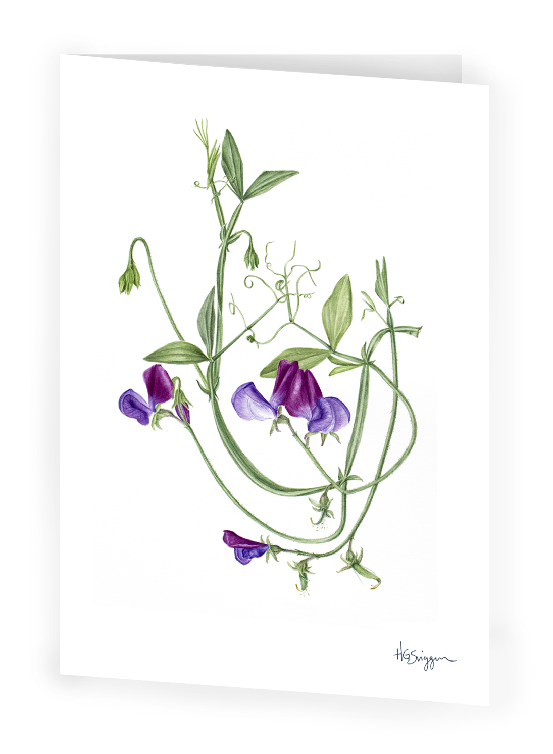 Erteblomst Cupani, 12x17cm