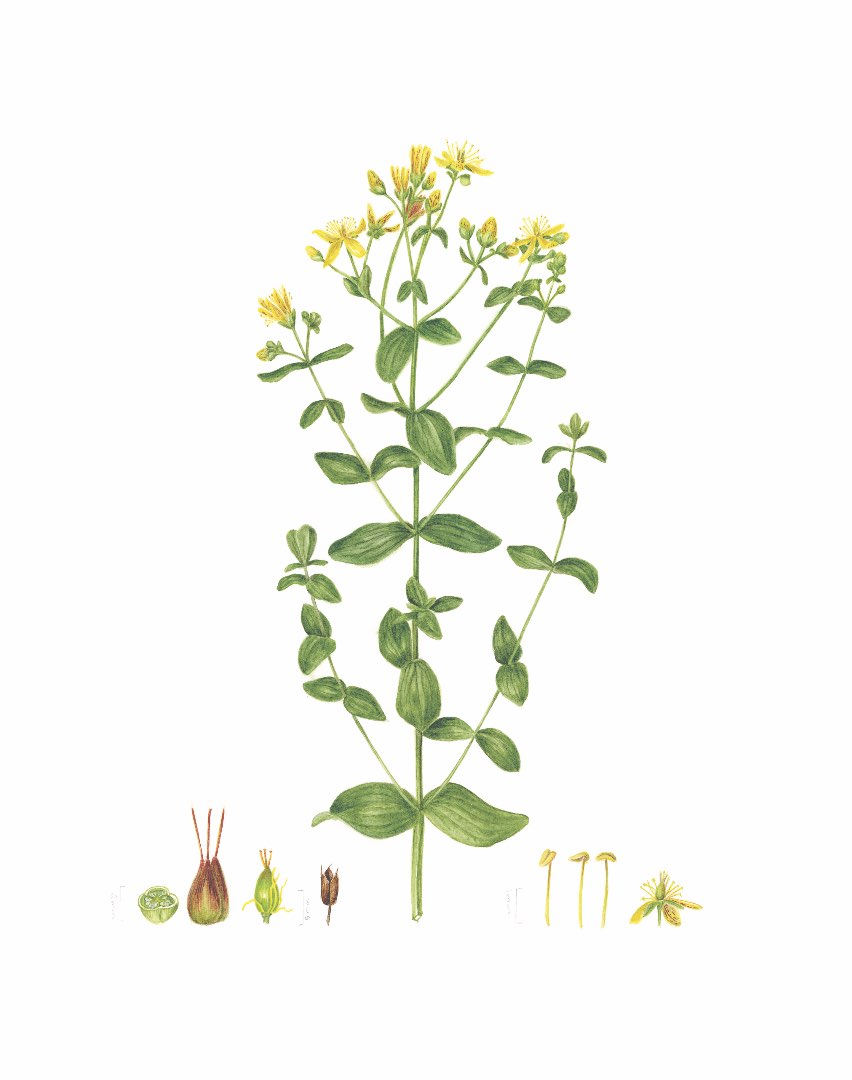 Firkantperikum (Hypericum maculatum)