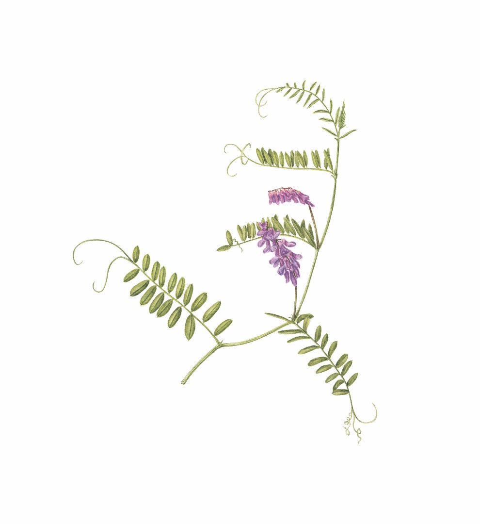 Fuglevikke (Vicia cracca)
