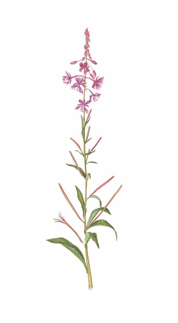 Geiterams (Chamaenerion angustifolium)