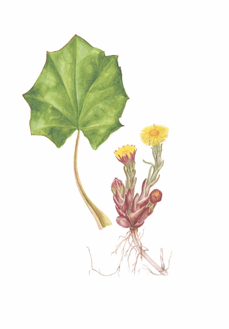 Hestehov (Tussilago farfara)