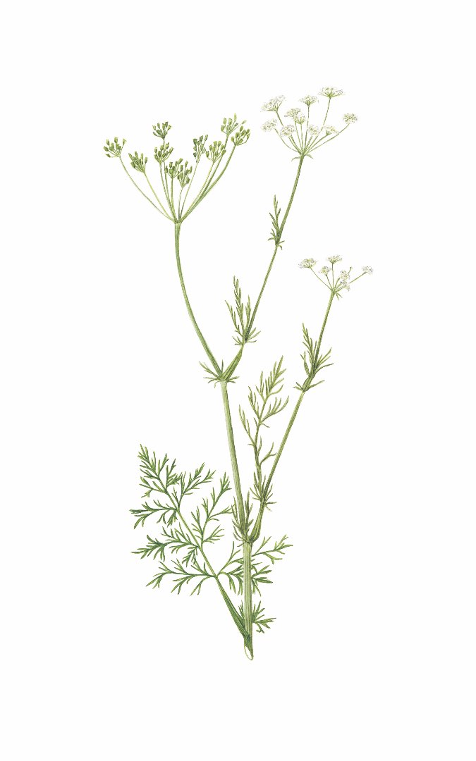 Karve (Carum carvi)