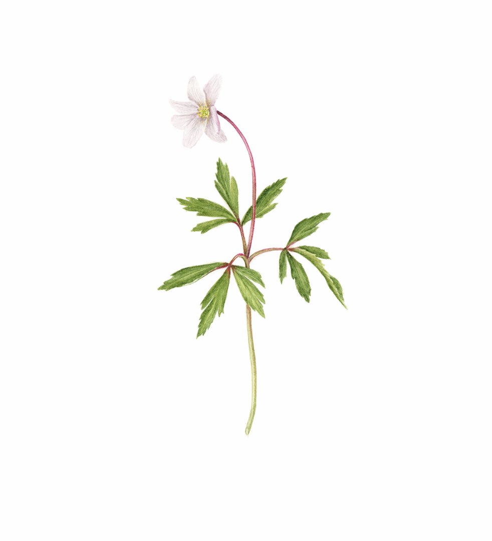 Kvitveis (Anemone nemorosa)