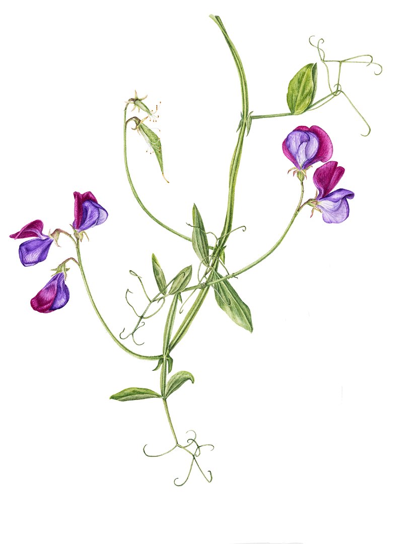 Lathyrus odoratus Cupani