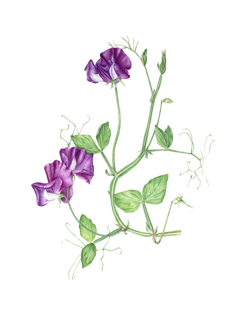 Lathyrus odoratus Eclipse