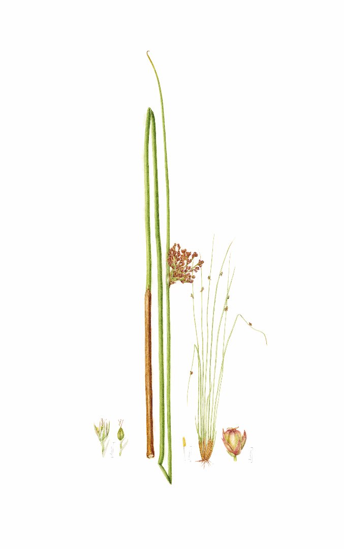 Lyssiv (Juncus effusus)