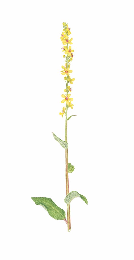 Mørkkongslys (Verbascum nigrium)
