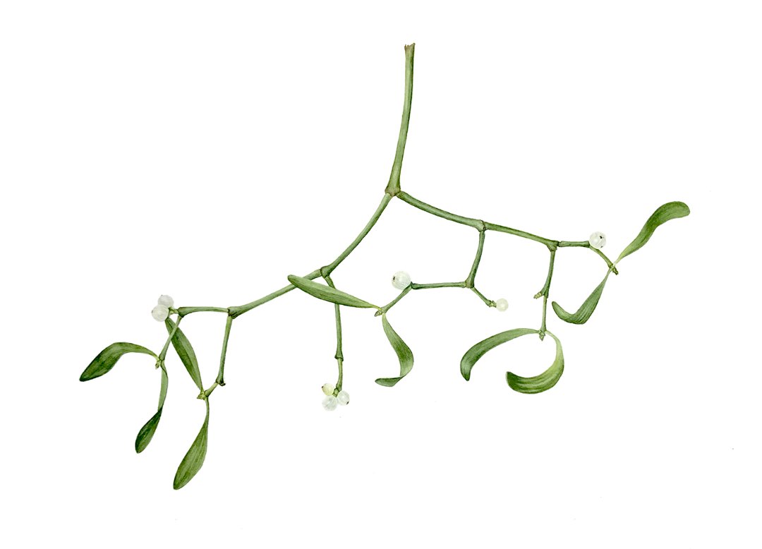 Mistletein 1 (Viscum album)