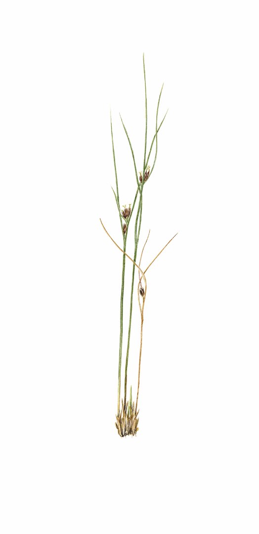 Ryllsiv (Juncus articulatus)