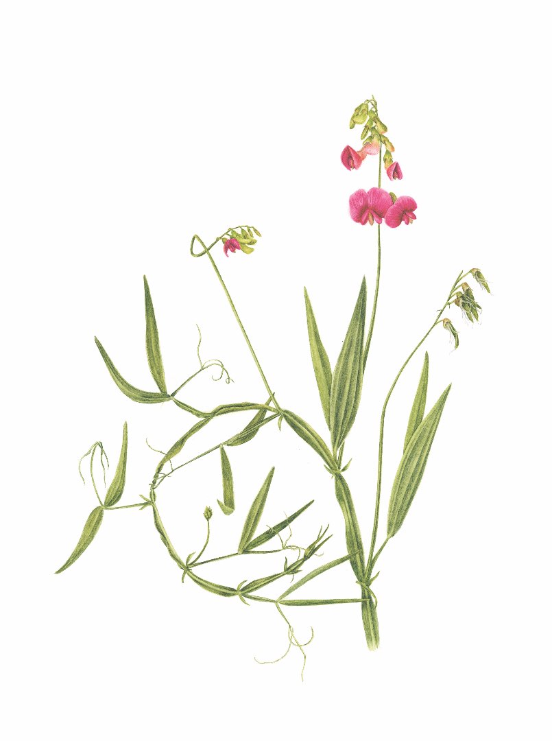 Skogflatbelg (Lathyrus sylvestris)