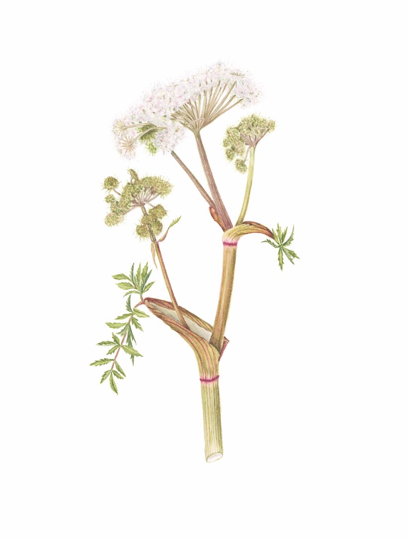 Sløke (Angelica sylvestris)