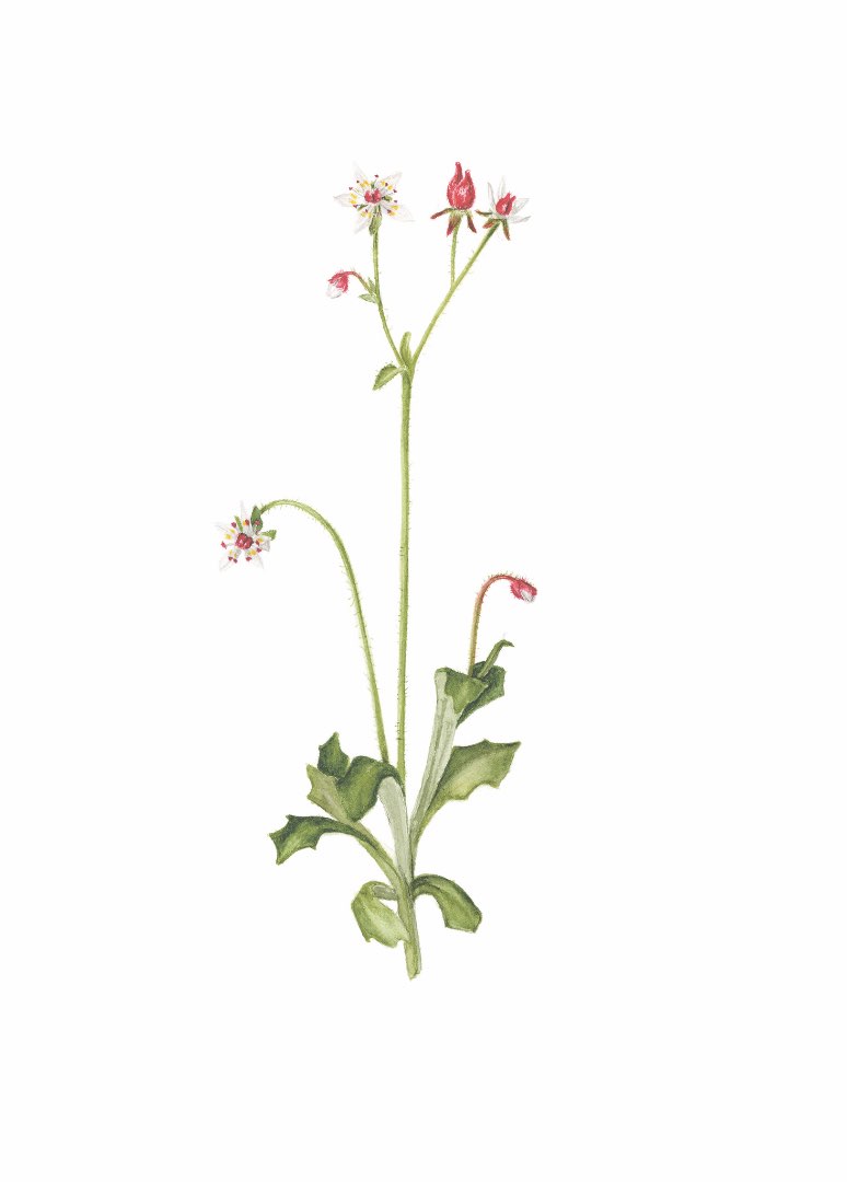 Stjernesildre (Micranthes stellaris)